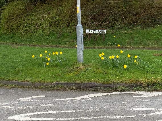 THE results of the planting brought a splash of cheerful colour to Carey Park, and now more bulb planting is planned for blooms next spring