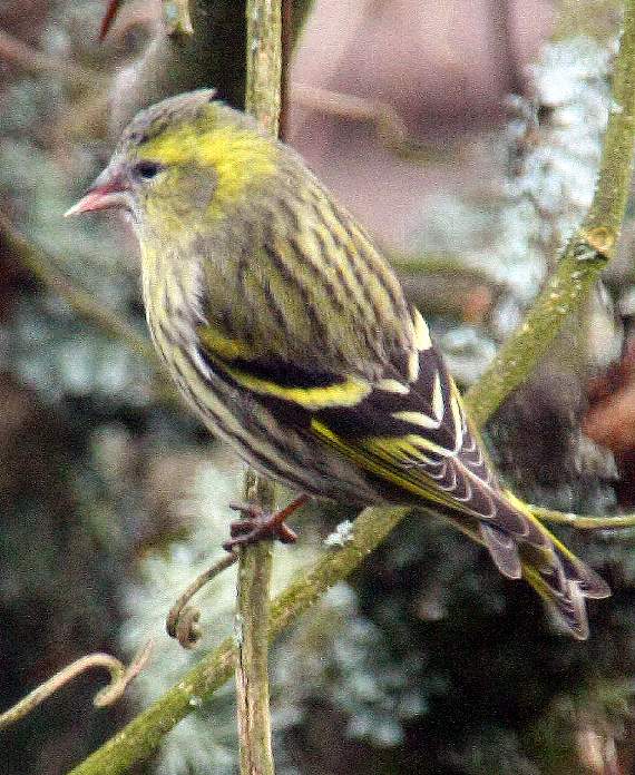 A siskin in a first visit to Ray's garden this year