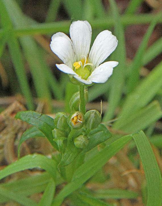 Greater Stitchwort