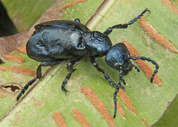 A bloody-nosed beetle