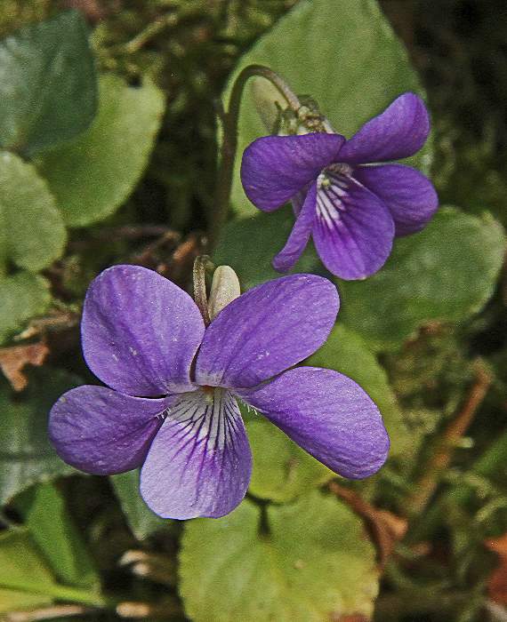 Dog violets -