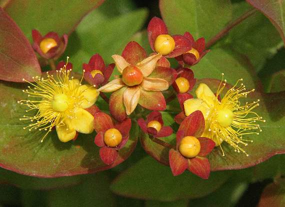 Tutsan has antiseptic qualities and was used on wounds