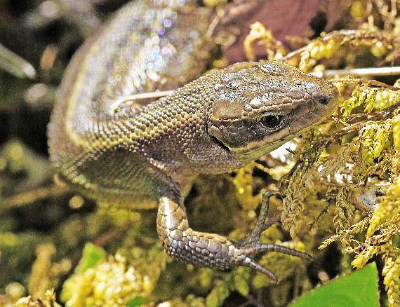 A sunbathing lizard