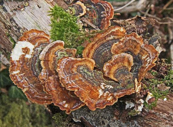 The many-zoned polypore bracket fungus