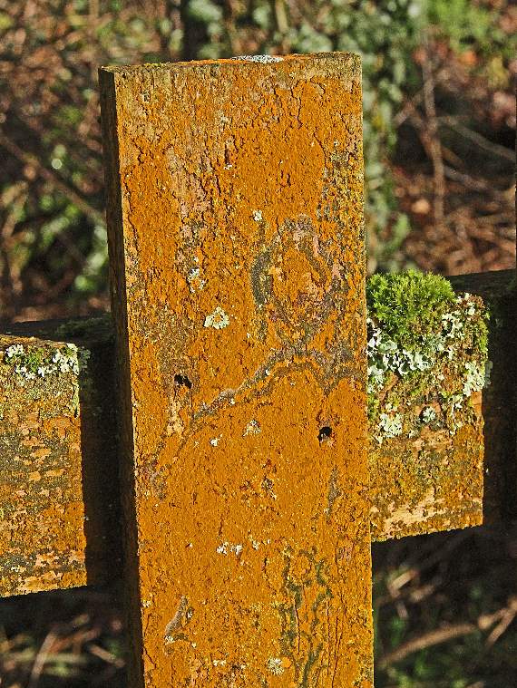 Yellow scales lichen growing on a fence post