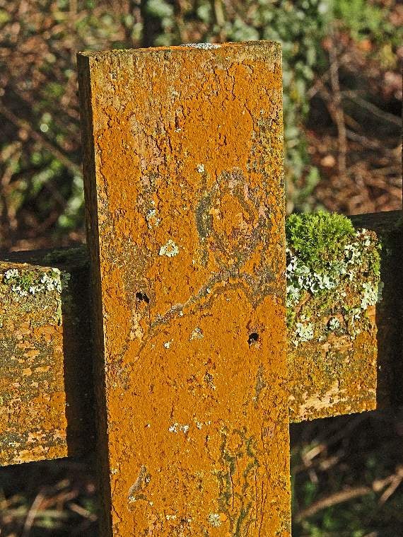 Yellow scales lichen growing on a fence post
