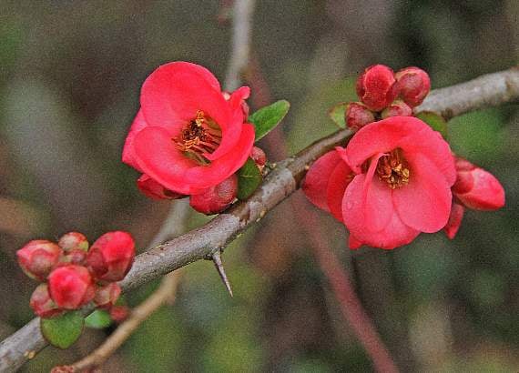 The vibrant flowers of a Japonica (quince) caught Ray's eye