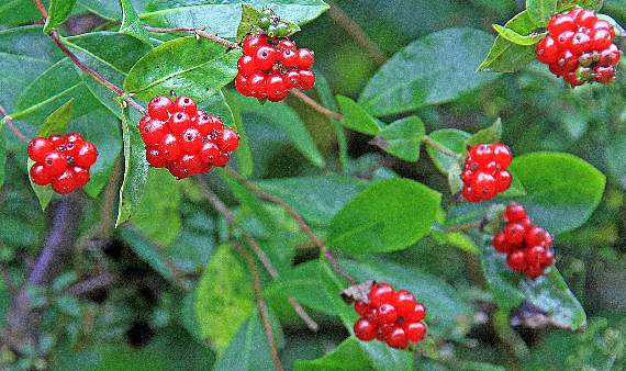 Pretty honeysuckle berries provide food for birds