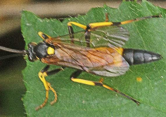 An ichneumon fly with distinctive yellow legs: just the second of its kind Ray has seen
