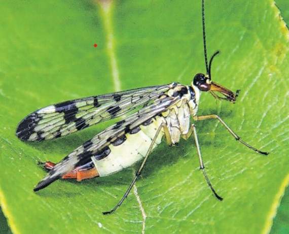 A scorpion fly