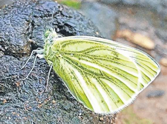 A green-veined white butterfly