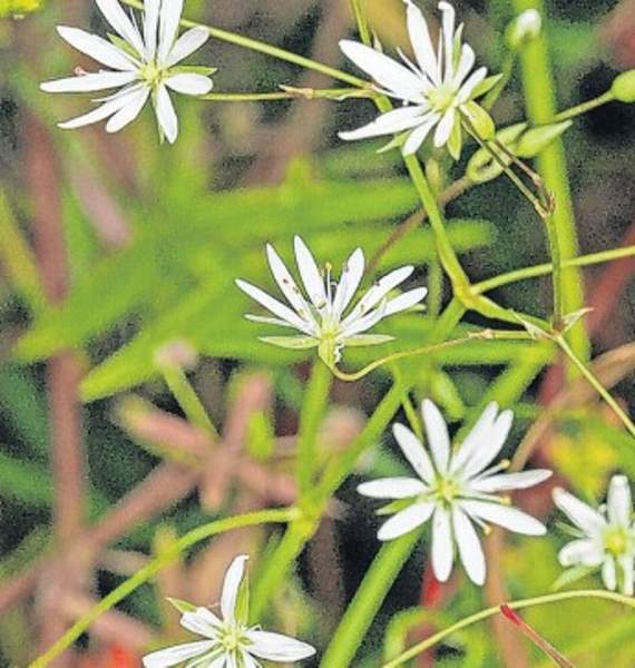 Lesser stitchwort in the hedgerow