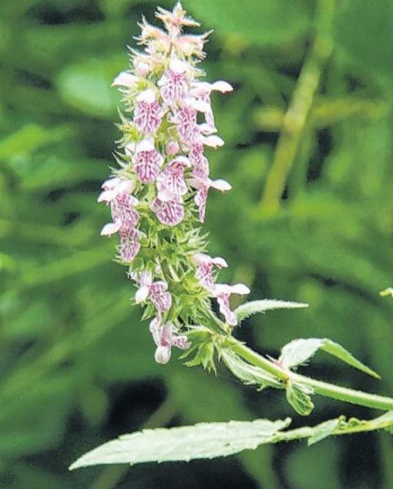 Marsh woundwort with its pink-purple flowers