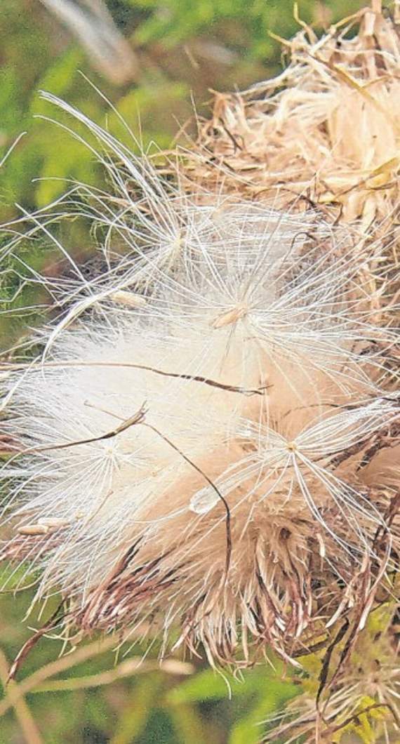 Spear thistle seeds