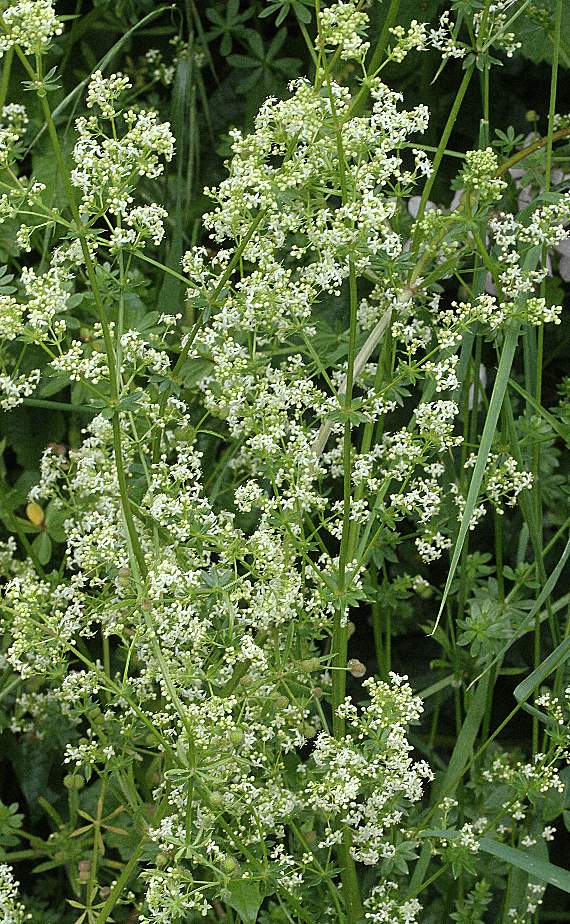 Common bedstraw