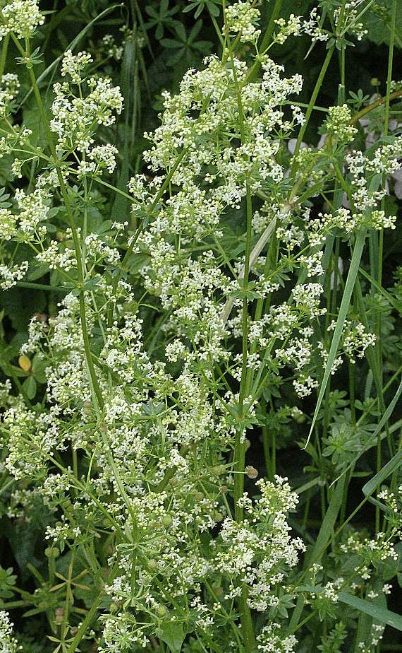 Common bedstraw