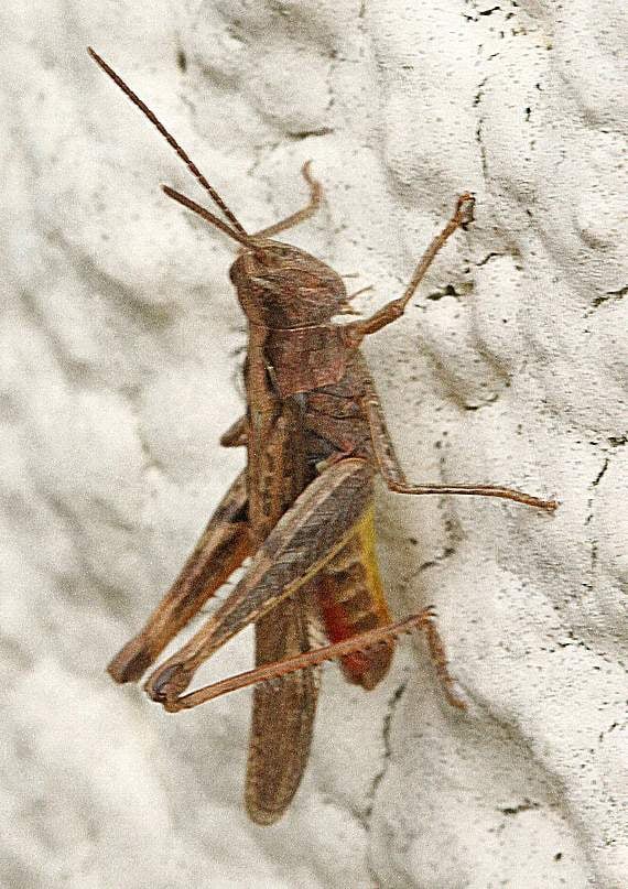 The Rufus grasshopper that became a meal for a bird in Ray's garden