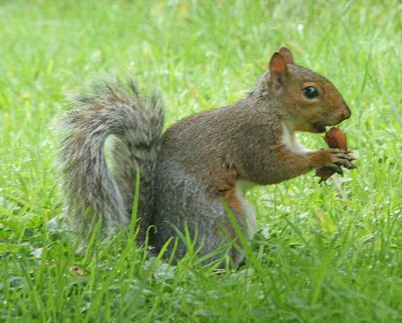 A squirrel with a hazel nut in its paw