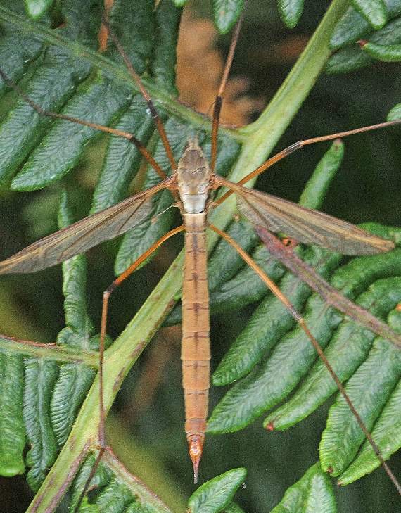 A giant cranefly spotted by photographer Ray