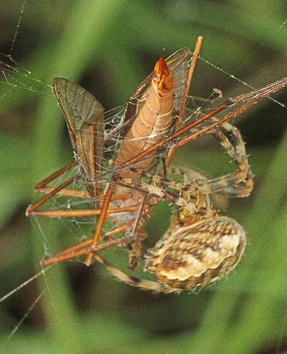 Just moments later, the unfortunate cranefly was caught in a spider's web