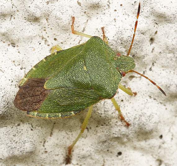 A shield bug - or stink bug as it's sometimes known