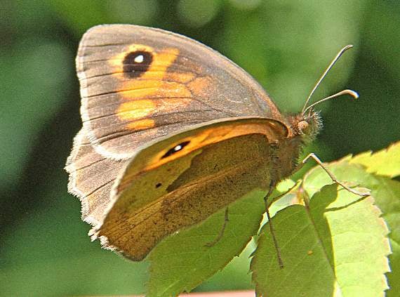 <p>Meadow brown butterfly</p>