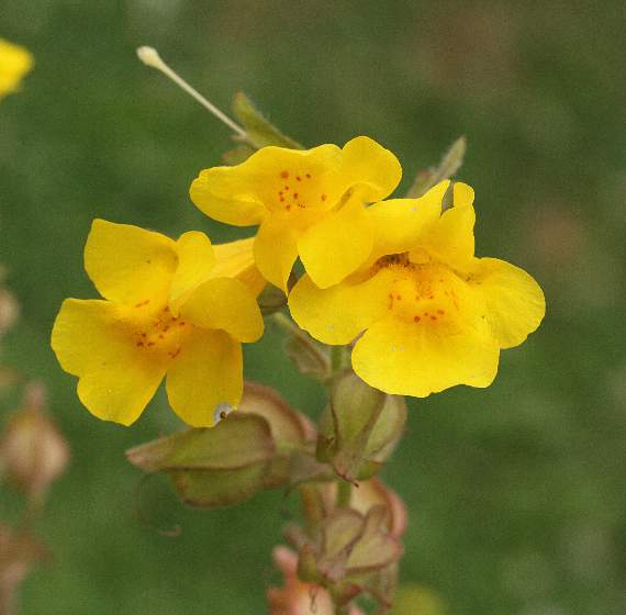 Monkey flower