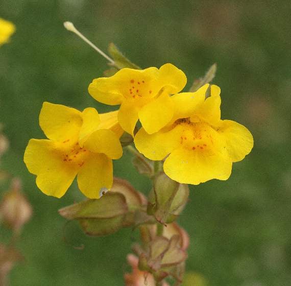 Monkey flower