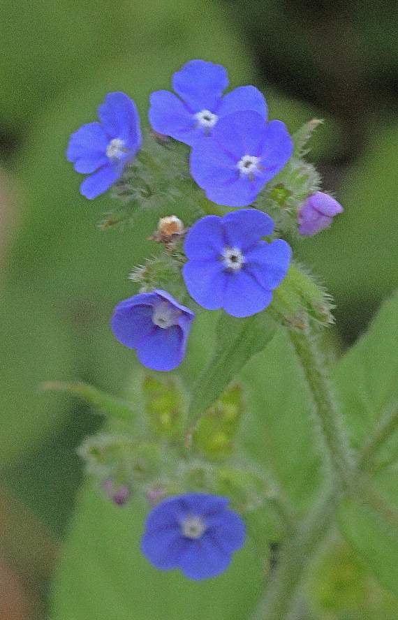Green alkanet