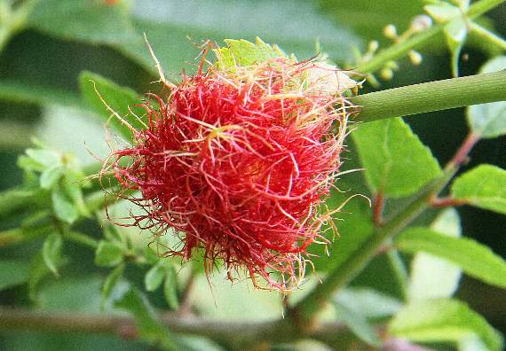 Robin's pincushion is a growth on roses caused by gall wasps when they lay their eggs