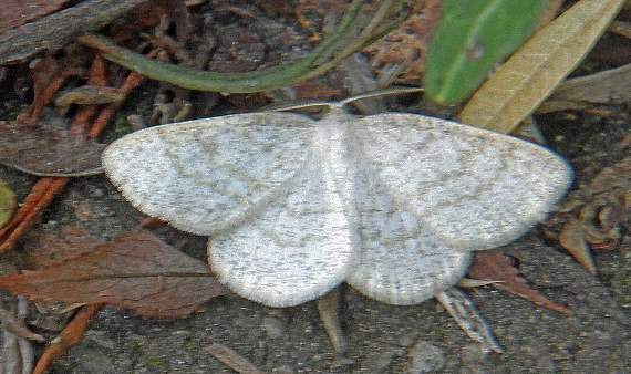 A tiny white wave moth