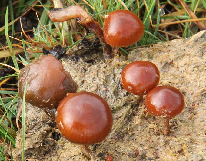 Cow pat mushrooms