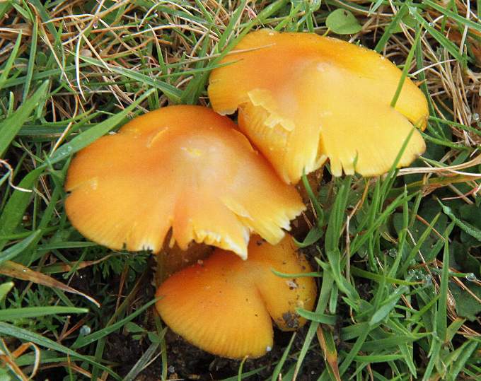 Orange wax cap mushrooms