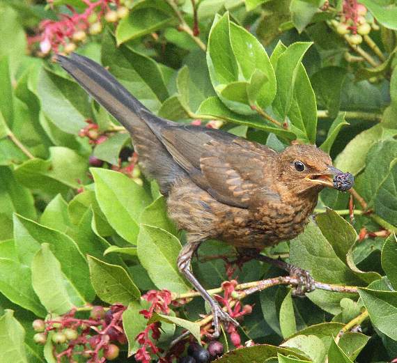 A blackbird with a berry in its beak