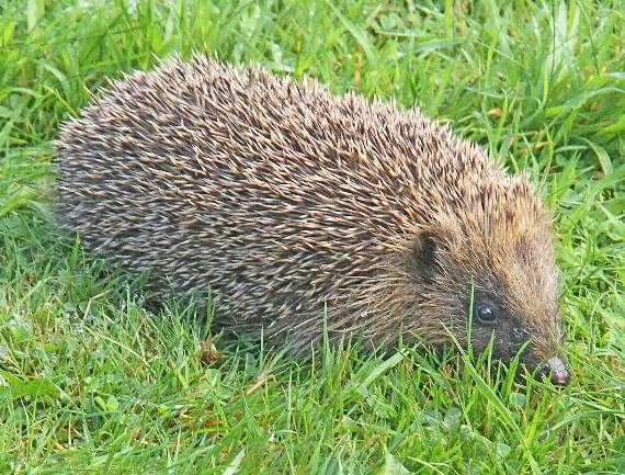A hedgehog having a stroll in the garden, just as the sun was rising