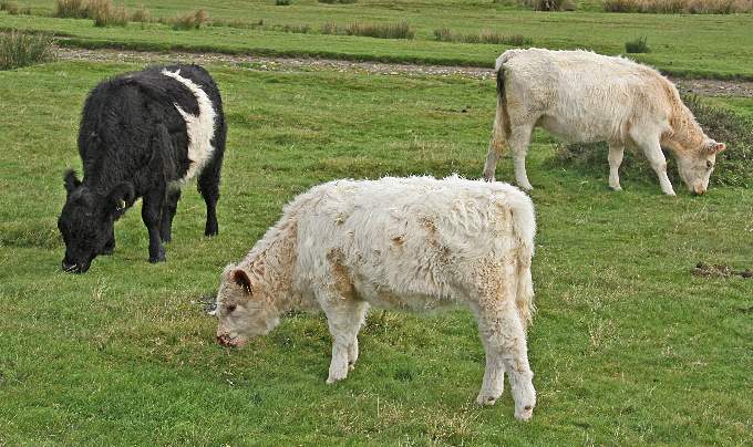 Cattle on the moor near Minions