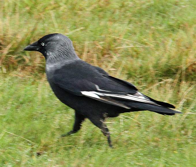 This magpie was probably after a dung beetle in a cow pat