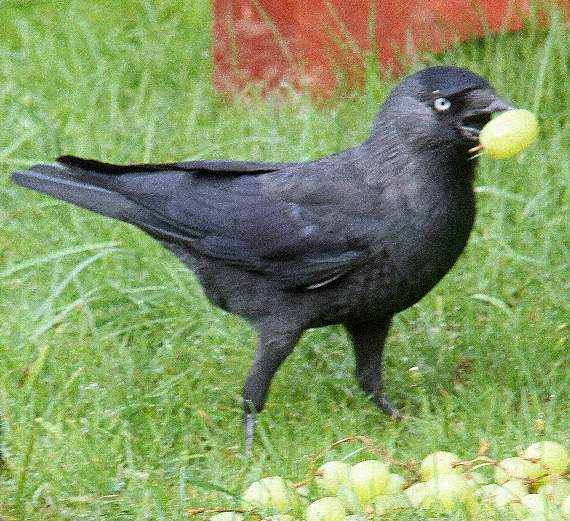 A jackdaw with a sour grape