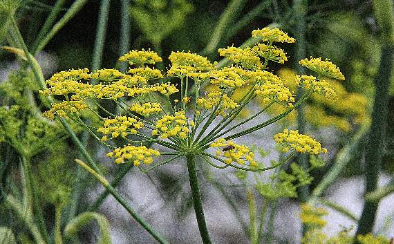 Fennel, with its strong scent of aniseed