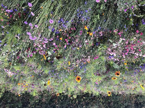 The field is a riot of colour and a joyful experience to visit