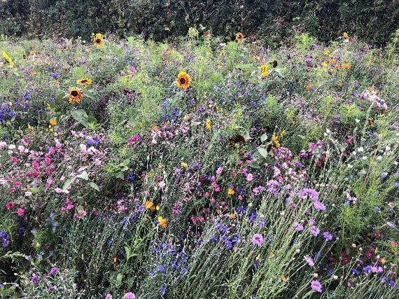 The field is a riot of colour and a joyful experience to visit