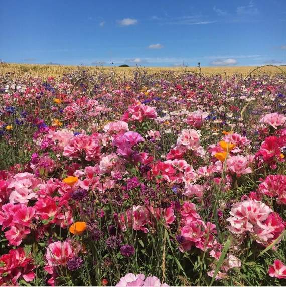 A scene from earlier in the year. While the wet and windy weather has knocked some of the flowers over, more are coming through to replenish the display at Pengover Green