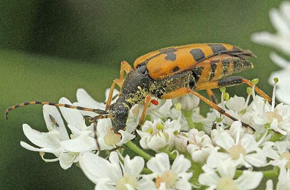 A loghorn beetle spotted by Ray in amongst the vegetation