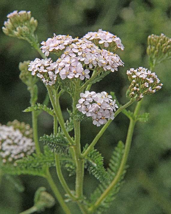 Yarrow - once known as woundwort - was said to have been used to soothe wounds caused by iron weapons