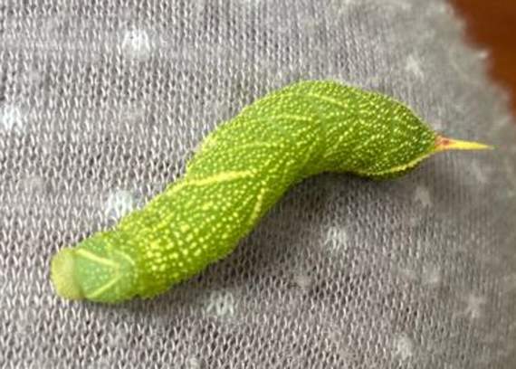 A poplar hawkmoth caterpillar with a fearsome looking tail