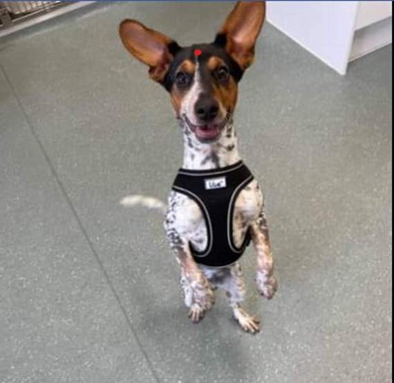 The lost young dog found outside Classy Canines dog groomers in West Looe a few days ago. These pictures were taken of him at Calweton Pet Health vets