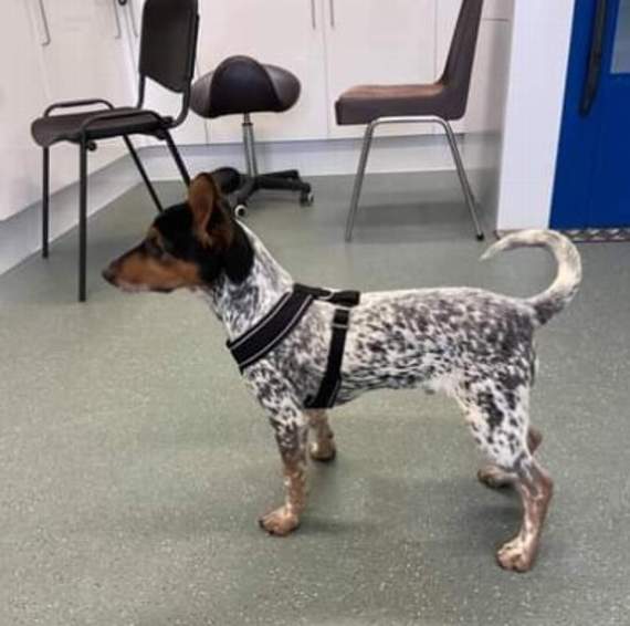 Despite appeals on social media the lost dog still remains unclaimed and after a few days at Calweton Pet Health is now in the care of the dog warden