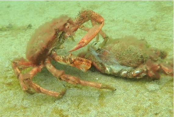A moulted spider crab. Picture: Matt Slater & Cornwall Wildlife Trust