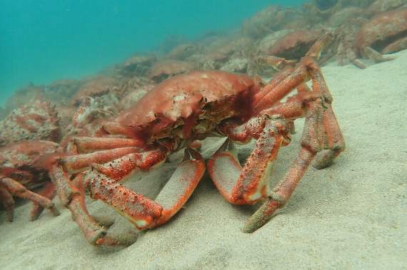 A close-up of one of the spider crabs joining the protective aggregation of crustaceans during their annual moulting process. Picture: Matt Slater & Cornwall Wildlife Trust