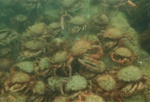 The mass aggregation of spider crabs seen from above. Picture: Matt Slater & Cornwall Wildlife Trust